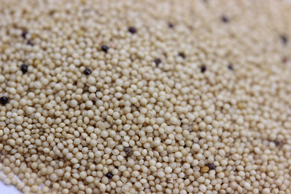 籽粒莧種子 籽粒莧種子