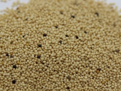 籽粒莧種子價(jià)格60元每畝