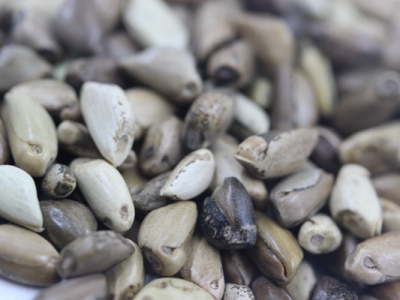 墨西哥玉米草種子圖片_價(jià)格_幾月份種植