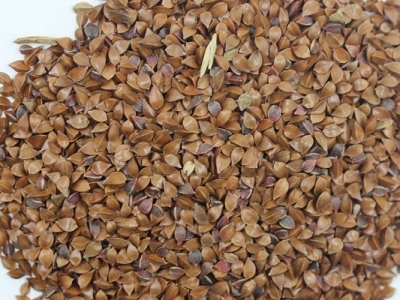 [魯梅克斯]魯梅克斯種子價(jià)格_多少錢一畝