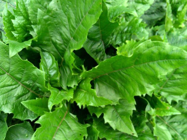 串葉松香草的畝產量是多少 串葉松香草的畝產量是多少