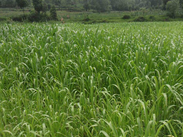 高丹草種植后可以生長幾年 高丹草種植后可以生長幾年