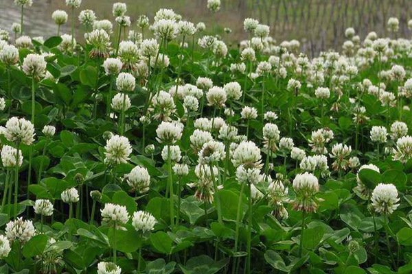 白三葉草種子的催芽方法 白三葉草種子的催芽方法