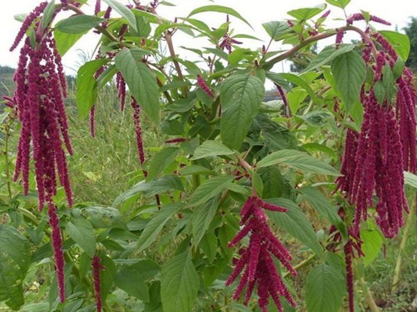 一畝籽粒莧可以養幾頭豬 一畝籽粒莧可以養幾頭豬