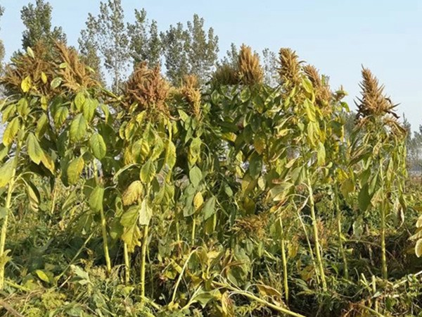 一畝籽粒莧可以養(yǎng)幾頭豬 一畝籽粒莧可以養(yǎng)幾頭豬