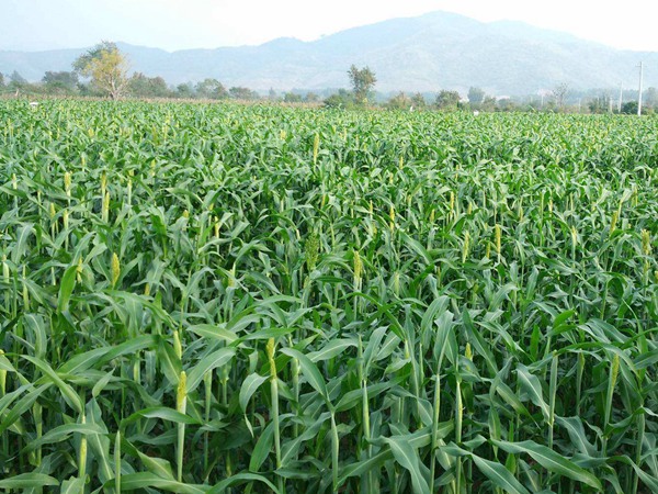 大力士甜高粱怎么用來(lái)喂養(yǎng)牛羊