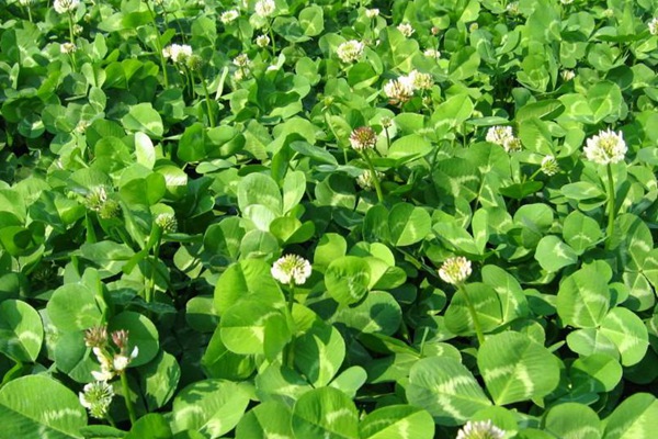 白三葉草種子什么時候播種 白三葉草種子什么時候播種