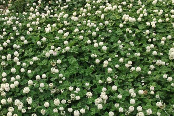 白三葉草種子什么時候播種 白三葉草種子什么時候播種