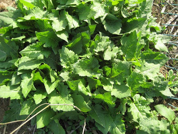 串葉松香草種子畝播種用量 串葉松香草種子畝播種用量