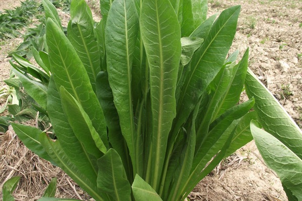 將軍菊苣牧草營養(yǎng)價值高嗎 將軍菊苣牧草營養(yǎng)價值高嗎