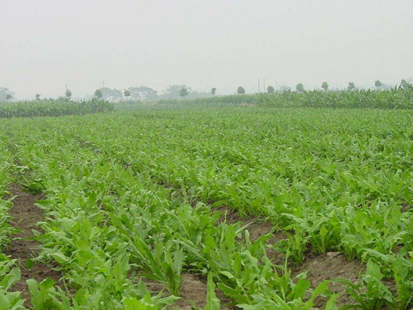 魯梅克斯種子的價格是多少