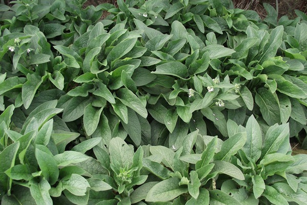 俄羅斯飼料菜的畝產量是多少 俄羅斯飼料菜的畝產量是多少