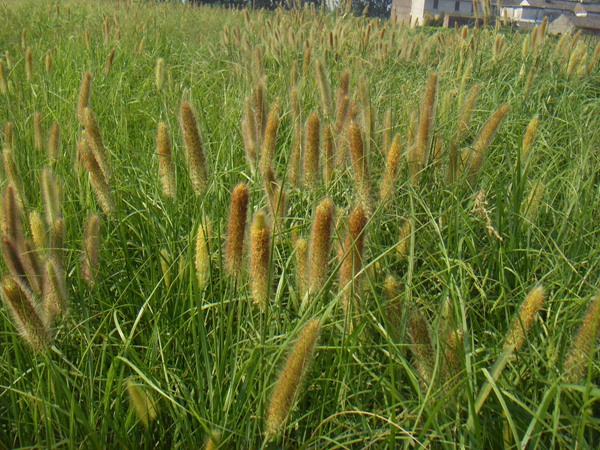 雜交狼尾草的畝產量是多少