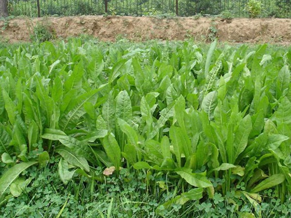 牧草魯梅克斯種子的種植技術 牧草魯梅克斯種子的種植技術