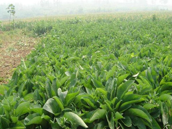 魯梅克斯種子如何播種 魯梅克斯種子如何播種