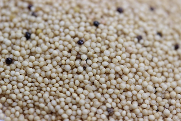 籽粒莧種子什么時候播種比較合適？我們來詳細看看