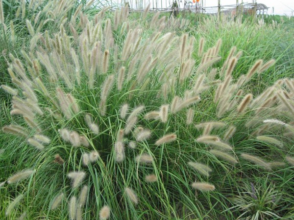 雜交狼尾草種植技術(shù)及高產(chǎn)技巧