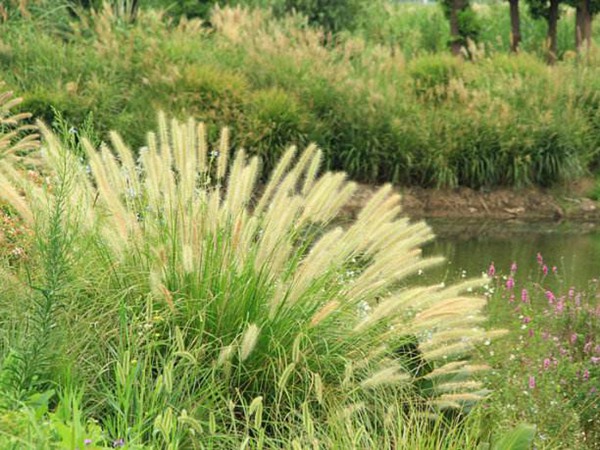 雜交狼尾草種植技術(shù)及高產(chǎn)技巧