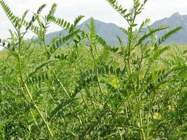 沙打旺做牛羊飼草怎么樣？