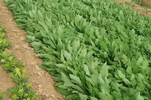 什么牧草養鵝最好