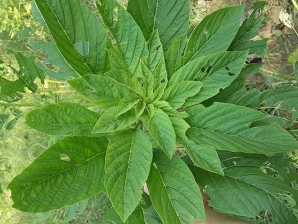 適合內蒙古種植的牧草有哪些