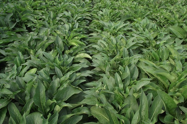 俄羅斯飼料菜種子催芽技術