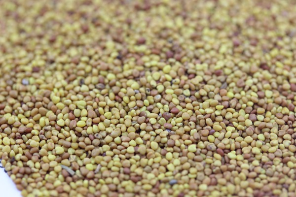 串葉松香草種子價格,多少錢一斤 串葉松香草種子價格,多少錢一斤