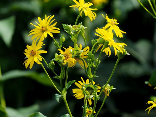 串葉松香草種子價格,多少錢一斤 串葉松香草種子價格,多少錢一斤
