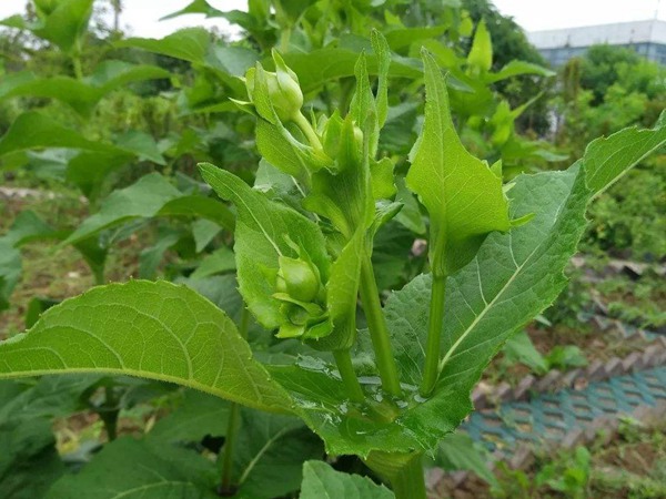 串葉松香草怎樣去毒,營(yíng)養(yǎng)價(jià)值有哪些? 串葉松香草怎樣去毒,營(yíng)養(yǎng)價(jià)值有哪些?