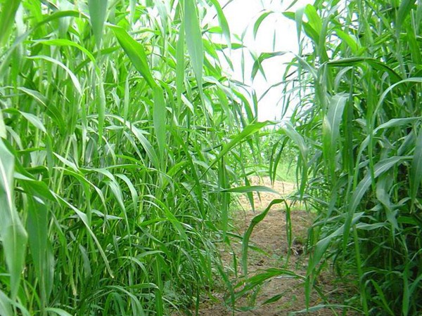 大力士甜高粱的種植效益如何? 大力士甜高粱的種植效益如何?