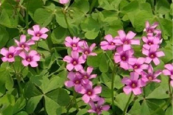 紅三葉草種子價格，多少錢一斤