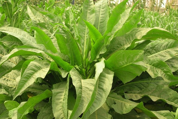 將軍菊苣的畝產量是多少