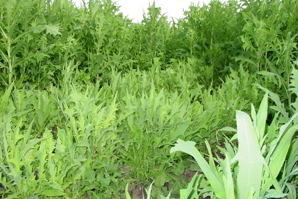 苦荬菜什么時(shí)候種植最合適 苦荬菜什么時(shí)候種植最合適