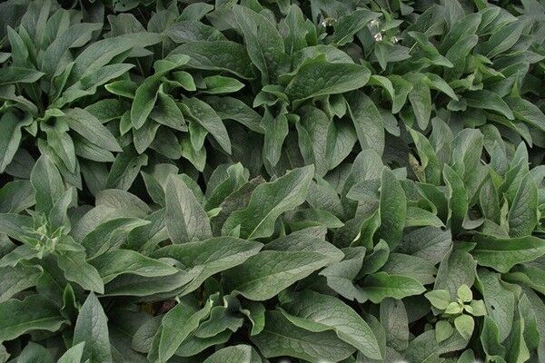 種植俄羅斯飼料菜的經濟效益如何