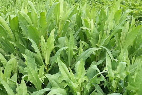 苦荬菜的畝產量是多少