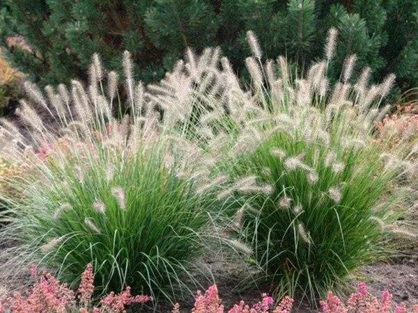 雜交狼尾草優(yōu)點(diǎn) 雜交狼尾草優(yōu)點(diǎn)