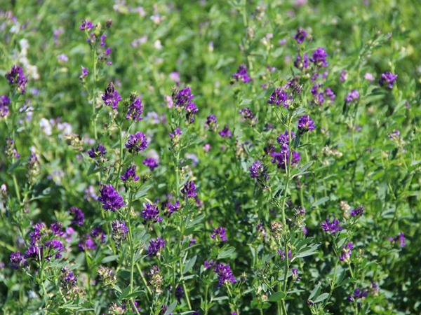 為什么說苜蓿是飼草之王