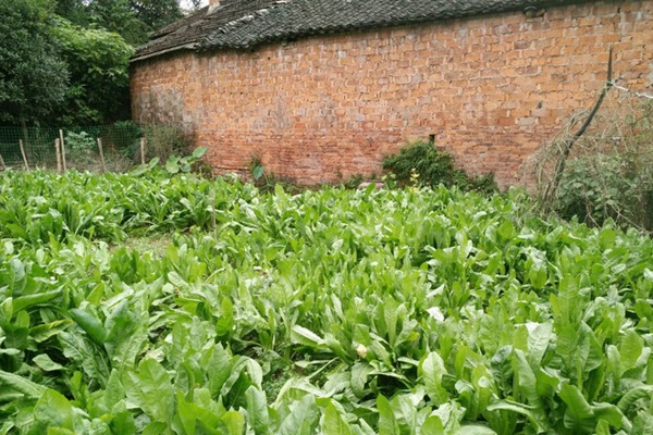 高產(chǎn)優(yōu)質(zhì)飼草菊苣有哪些特點(diǎn)