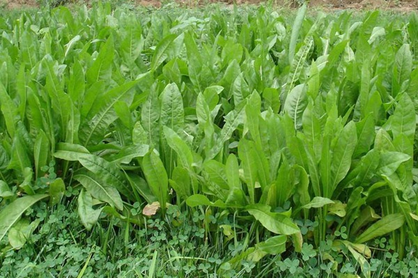 高產(chǎn)優(yōu)質(zhì)飼草菊苣有哪些特點(diǎn)