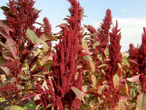 美國(guó)籽粒莧種子的價(jià)格