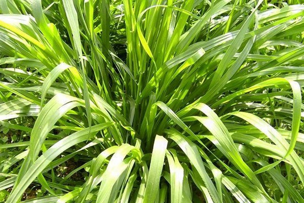 高產優質高蛋白飼草種子有哪些 高產優質高蛋白飼草種子有哪些