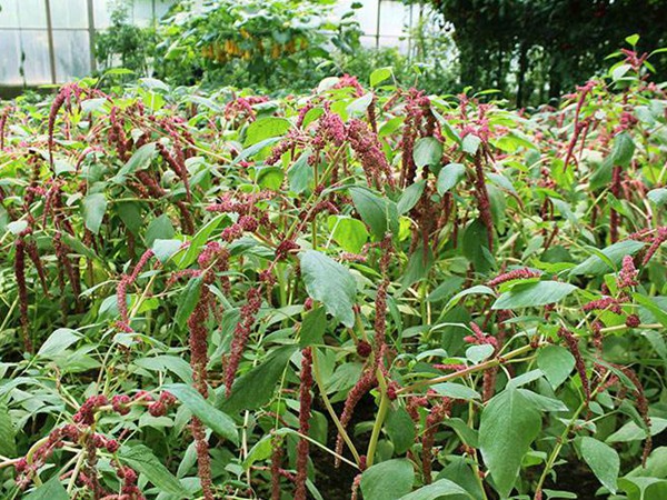 種植籽粒莧的經(jīng)濟效益如何