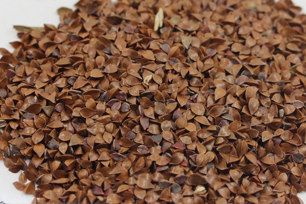 魯梅克斯種子多少錢一斤