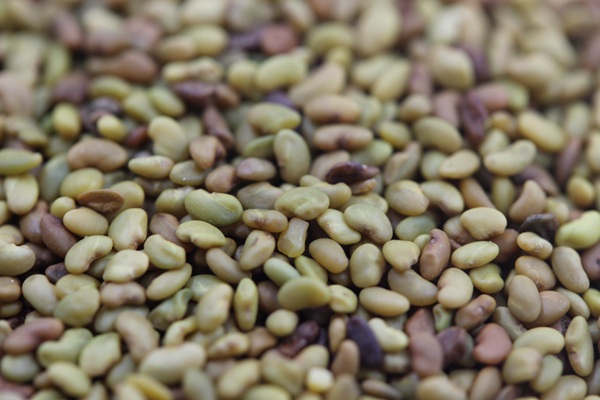 紫花苜蓿種子怎么播種,播種后多久發(fā)芽 紫花苜蓿種子怎么播種,播種后多久發(fā)芽