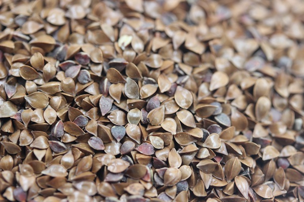 魯梅克斯種子的最佳發(fā)芽溫度