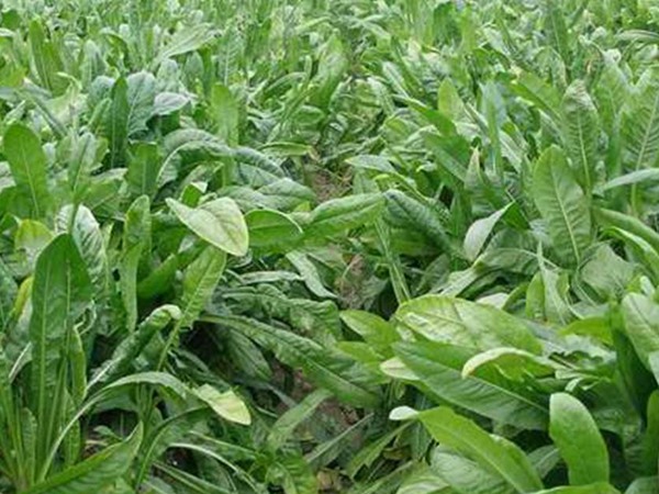 魯梅克斯種子的最佳發(fā)芽溫度