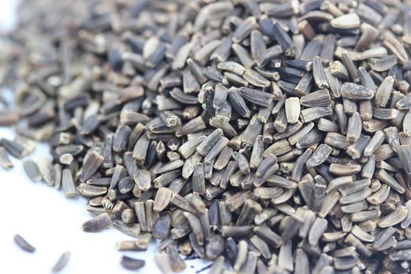 將軍菊苣種子價格多少錢一斤 將軍菊苣種子價格多少錢一斤