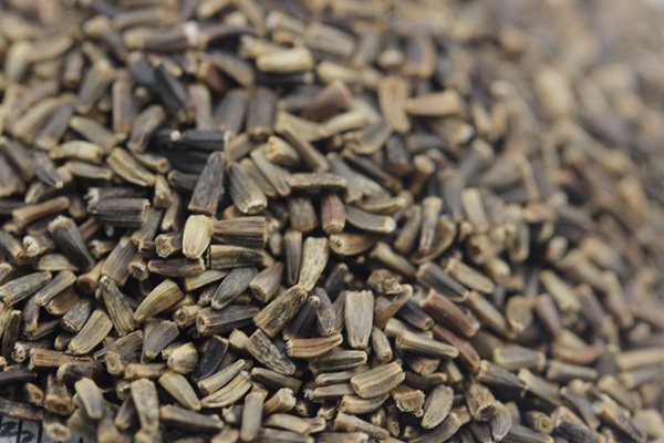 將軍菊苣種子價格多少錢一斤 將軍菊苣種子價格多少錢一斤