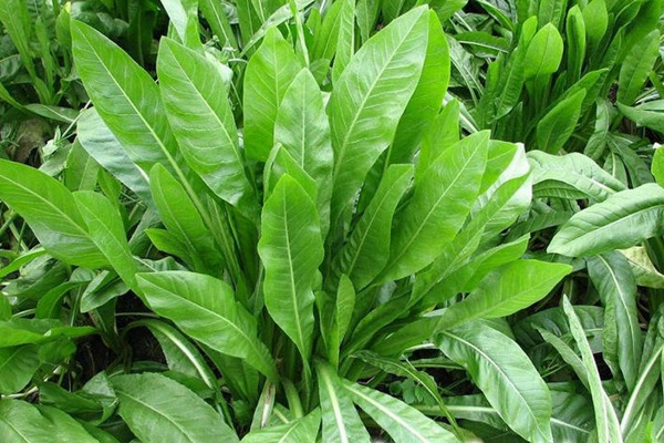 將軍菊苣種子價格多少錢一斤 將軍菊苣種子價格多少錢一斤