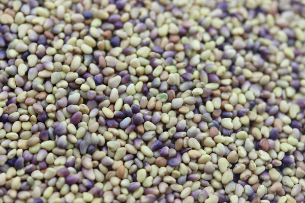 紅三葉草種子的催芽方法 紅三葉草種子的催芽方法